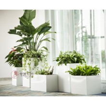 專注室內(nèi)綠植服務(wù)8年，綠植租賃，免費(fèi)養(yǎng)護(hù)，一站式商務(wù)空間